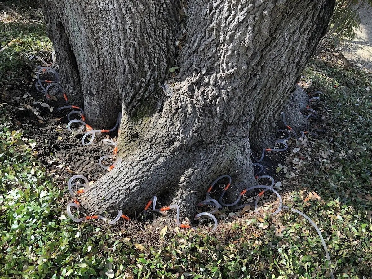 Detailed Tree Cabling and Bracing job site in Liberty Lake